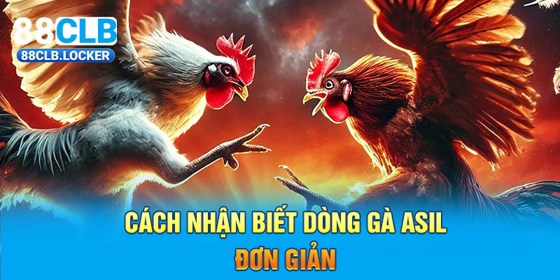 Cách nhận biết dòng gà asil đơn giản  Cách nhận biết dòng gà asil đơn giản